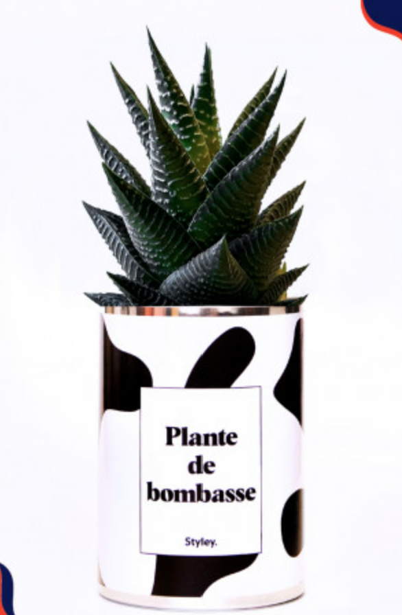 [CACTUS] Cactus - Styley