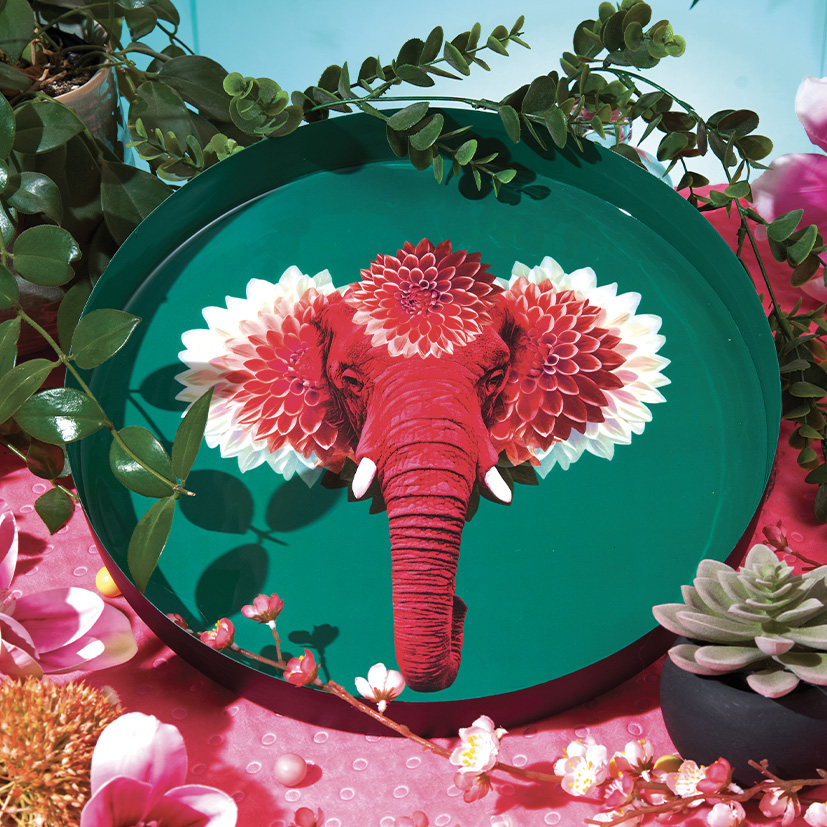 Plateau Pachiii - Gangzaï 